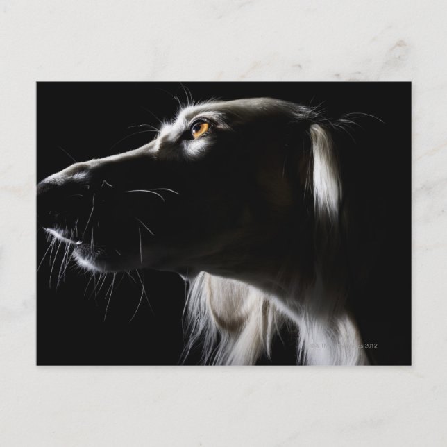Saluki, porträtt vykort (Framsida)