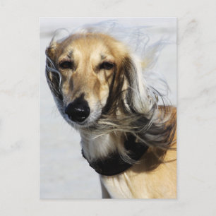 Saluki Porträtt Vykort