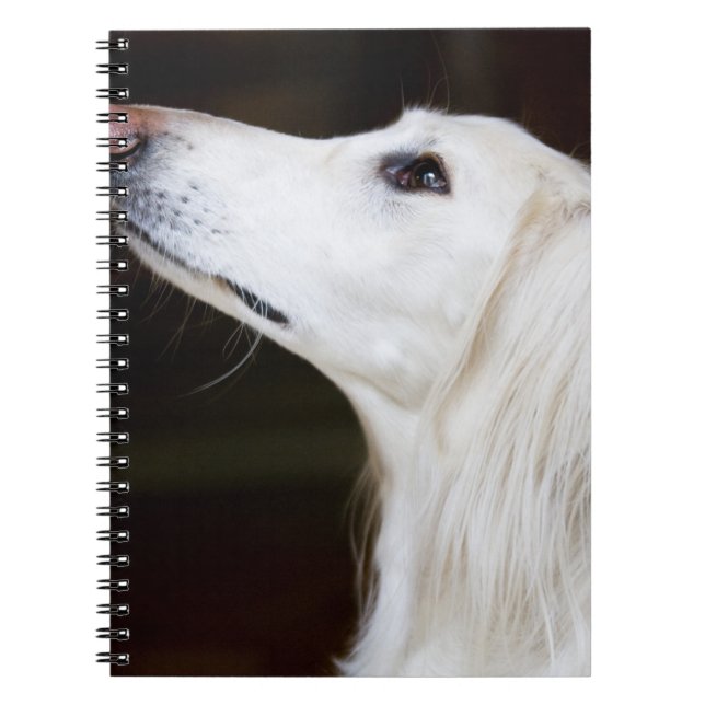 Saluki tittar upp anteckningsbok (Framsidan)
