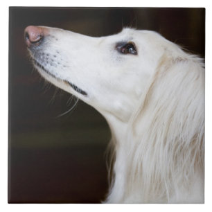 Saluki tittar upp kakelplatta