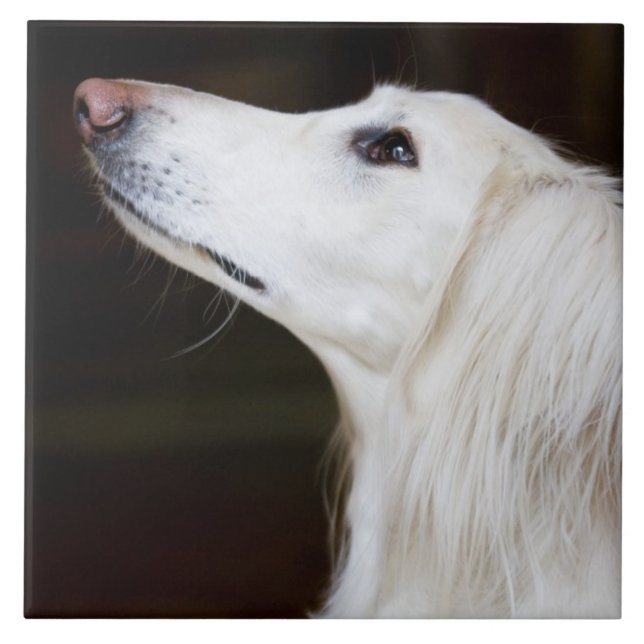 Saluki tittar upp kakelplatta (Framsidan)