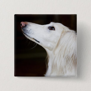 Saluki tittar upp knapp
