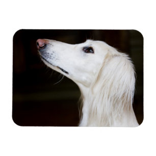Saluki tittar upp magnet
