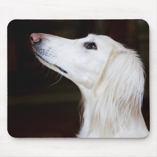 Saluki tittar upp musmatta (Framsidan)