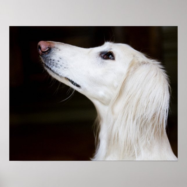 Saluki Tittar upp Poster (Framsidan)