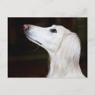 Saluki Tittar upp Vykort