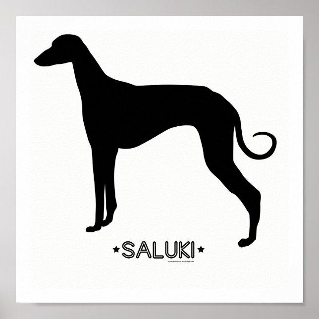 Saluki-utskrift Poster (Framsidan)