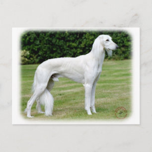 Saluki Vykort