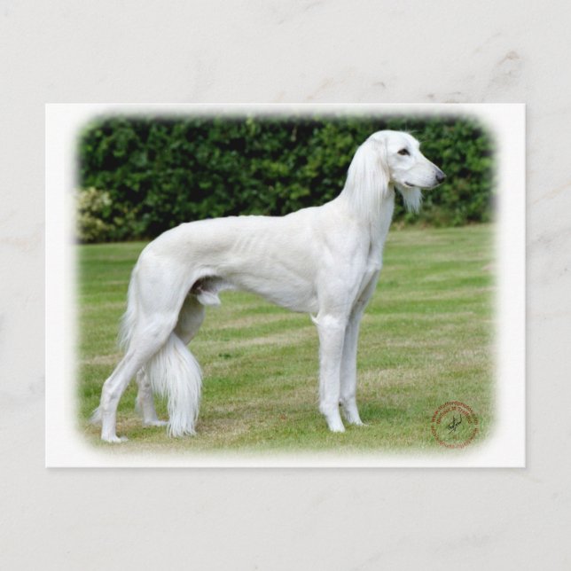 Saluki Vykort (Framsida)