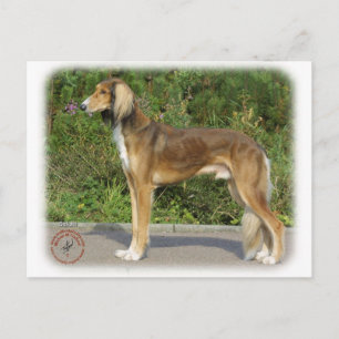 Saluki Vykort