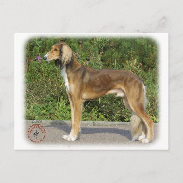 Saluki Vykort (Framsida)