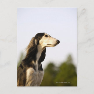 Saluki Vykort