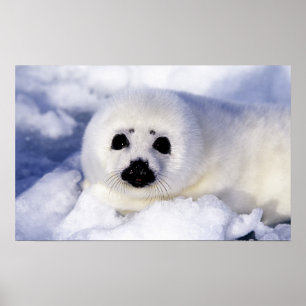 Sälunge is Gulf of St. Lawrence, Poster