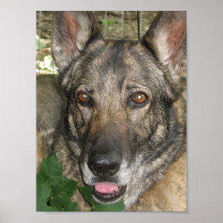 Salvador de Garden Poster