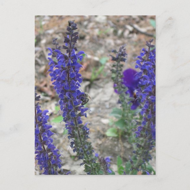 Salvia ~ Första blomningen Vykort (Framsida)