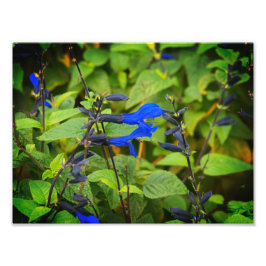 Salvia garanitica, svarta och blå blommor fototryck