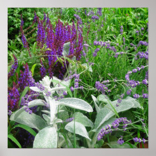 Salvia Lambs öra och Lavandar poster