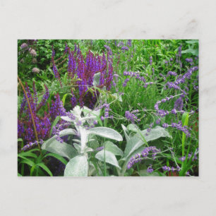Salvia, Lavendar, Lambs öra Vykort
