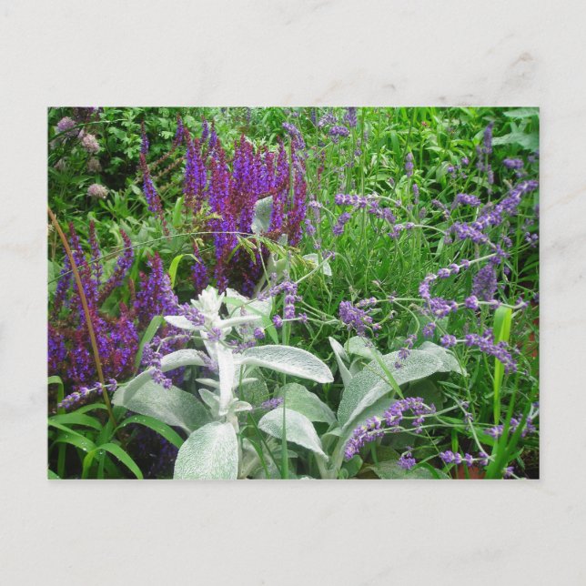 Salvia, Lavendar, Lambs öra Vykort (Framsida)