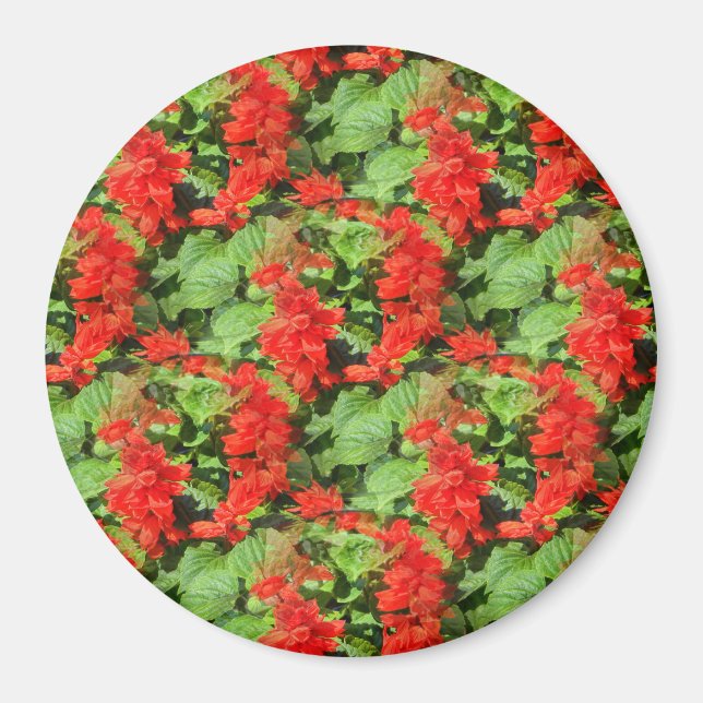 Salvia.. Magnet (Framsidan)