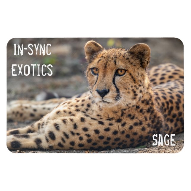 Salvia- Magnet (Horisontell)