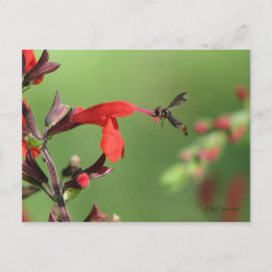 Salvia och inbyggt bivykort vykort