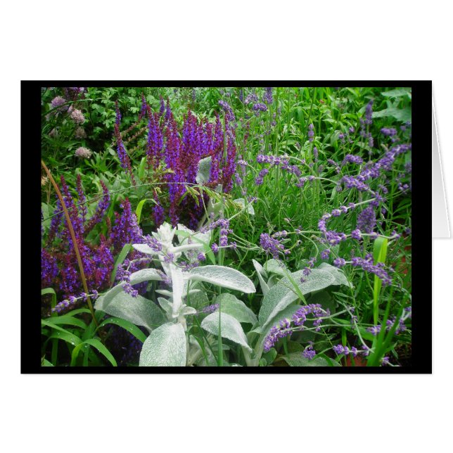 SALVIA OCH LAMB'S EAR HÄLSNINGSKORT (Framsidan Horizontal)