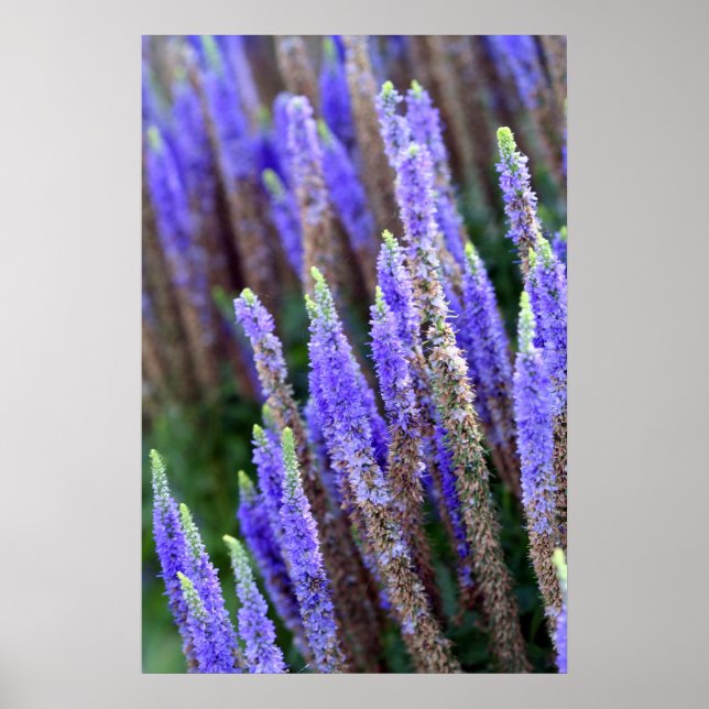 Salvia Poster (Framsidan)