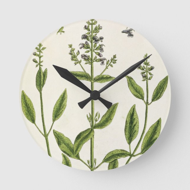 Salviam från "A Nyfiken Herbal", 1782 (färg engr Rund Klocka (Framsida)