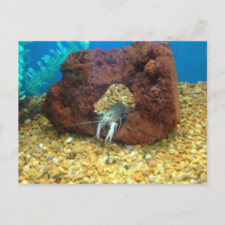 Sam, blåmusslor vykort