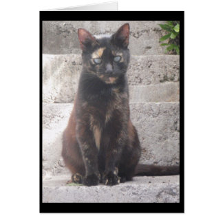 Samantha the Bush Cat Hälsningskort