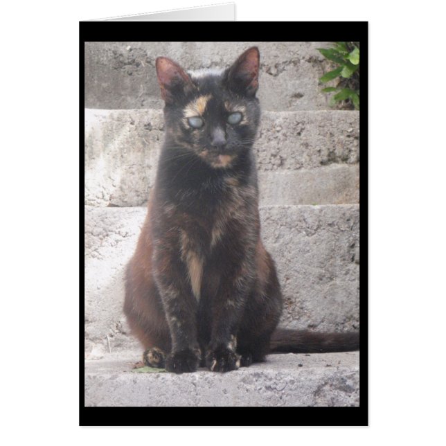 Samantha the Bush Cat Hälsningskort (Framsidan)