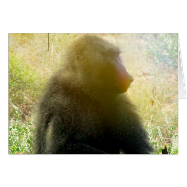 Samburu Baboon Closeup Hälsningskort (Framsidan Horizontal)