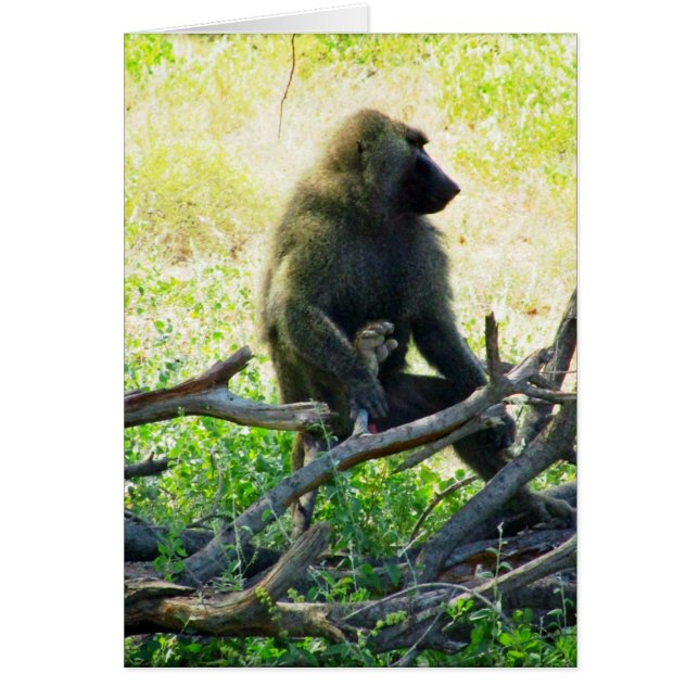 Samburu Baboon Hälsningskort (Framsidan)