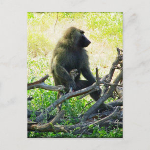 Samburu Baboon Vykort