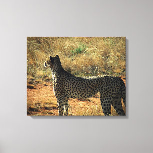 Samburu Cheetah Canvastryck
