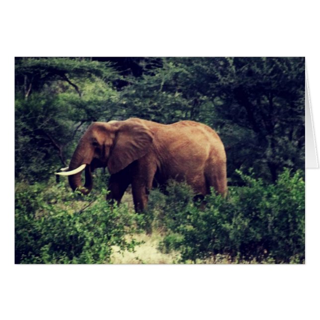 Samburu Elephant Hälsningskort (Framsidan Horizontal)