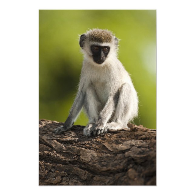 Samburu Game Reserve, Kenya, Vervet Monkey Fototryck (Framsidan)