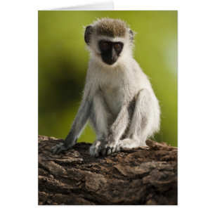 Samburu Game Reserve, Kenya, Vervet Monkey, Hälsningskort