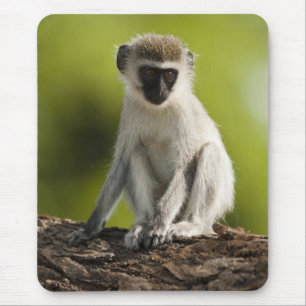 Samburu Game Reserve, Kenya, Vervet Monkey, Musmatta