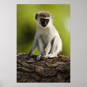 Samburu Game Reserve, Kenya, Vervet Monkey Poster