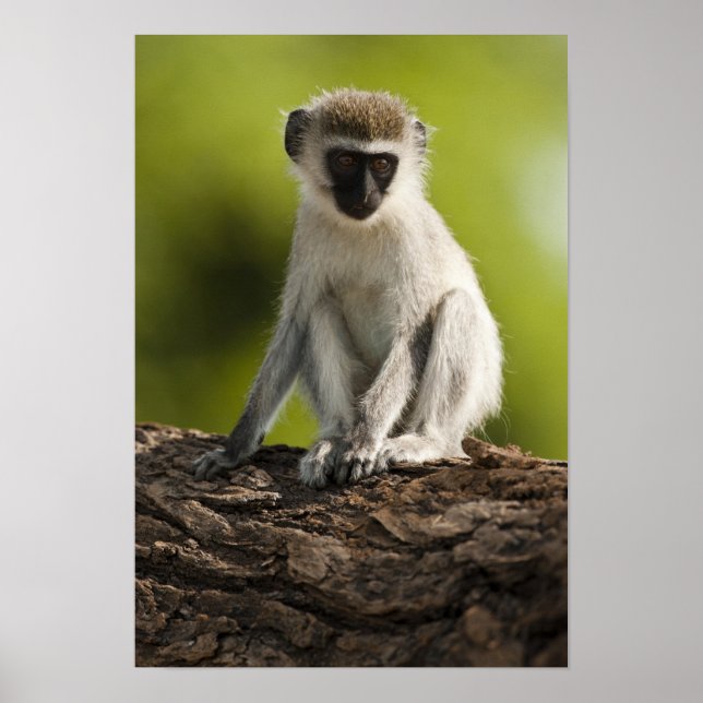 Samburu Game Reserve, Kenya, Vervet Monkey Poster (Framsidan)