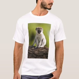 Samburu Game Reserve, Kenya, Vervet Monkey, Tee