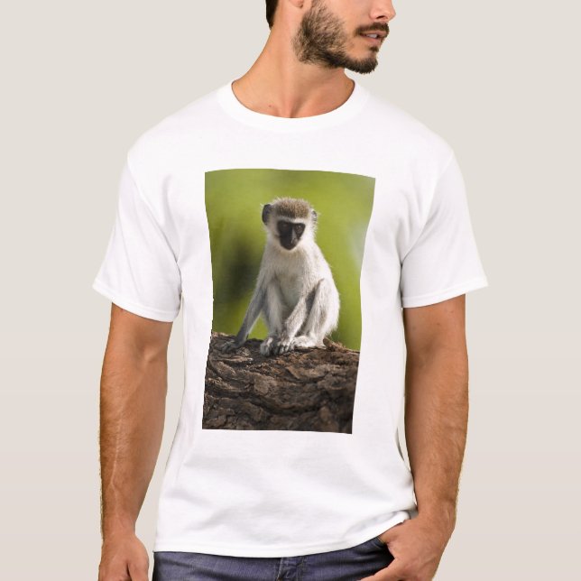 Samburu Game Reserve, Kenya, Vervet Monkey, Tee (Framsida)