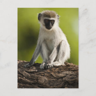 Samburu Game Reserve, Kenya, Vervet Monkey, Vykort