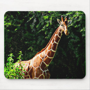 Samburu giraff musmatta