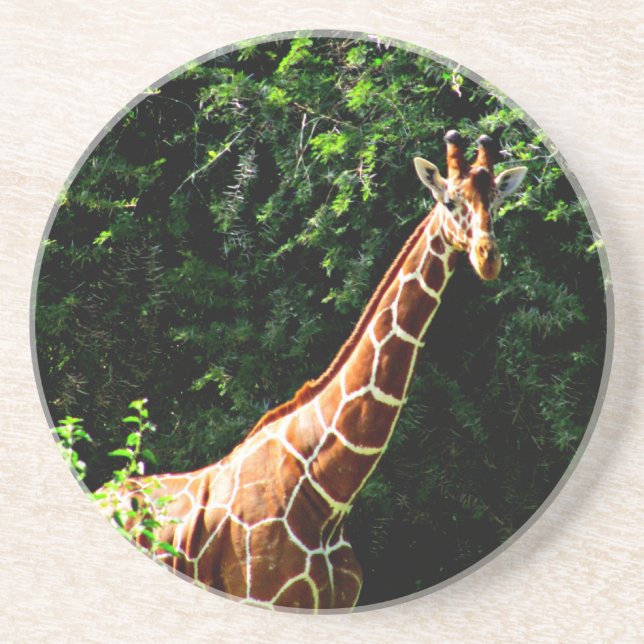 Samburu Giraffe Underlägg (Framsidan)