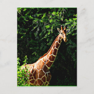Samburu Giraffe Vykort