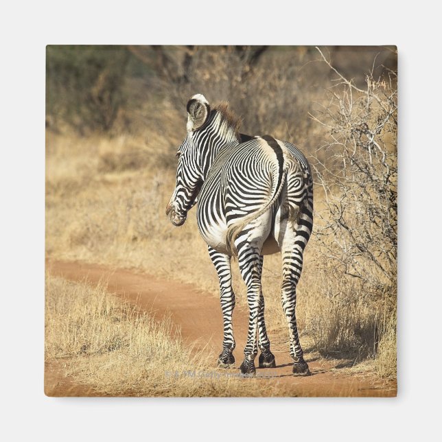 Samburu National Reserve, Kenya Magnet (Framsidan)