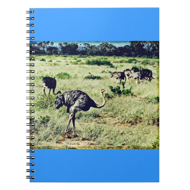 Samburu Ostriches Anteckningsbok Med Spiral (Framsidan)